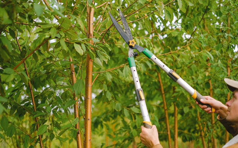 Tree trimming in Scottsboro, AL